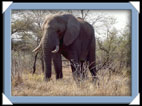 Faudrait pas qu'il s'enerve!( kruger National Park )